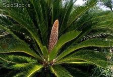 3 semillas de cycas revoluta (palma sago)