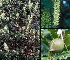 3 semillas de macadamia integrifolia (nuez de macadamia)
