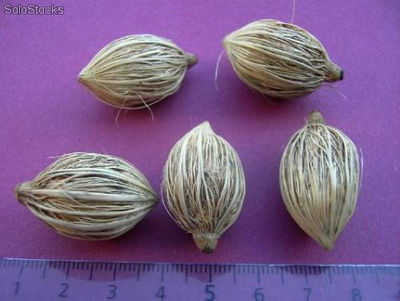 3 semillas de veitchia merrillii (palma de manila)