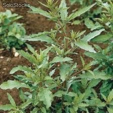 30 semillas de chenopodium ambrosioides (epazote)