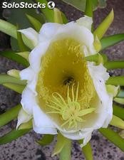 30 semillas de hylocereus undatus (pitaya)