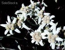 30 semillas de lentopodium alpinum (estrella alpina o estrella d