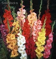 4 bulbos de gladiolus (gladiolas)