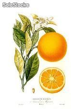 40 semillas de citrus x sinensis var. valencia (naranja dulce)