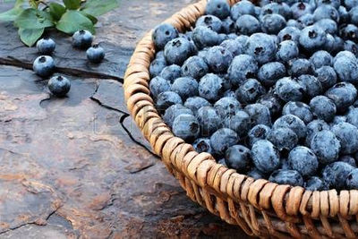 4kg blueberry orgánico exportación empacado