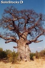5 semillas de adansonia digitata (baobab)