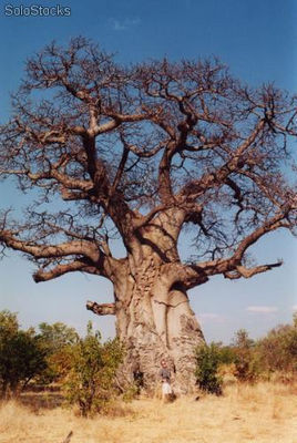 5 semillas de adansonia digitata (baobab)