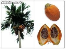 5 semillas de areca catechu (palmera de betel)