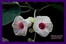 5 semillas de argyreia nervosa (rosa lisergica)