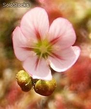 5 semillas de drosera androsaceae