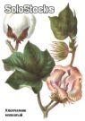 5 semillas de gossypium hirsutum (algodonero)
