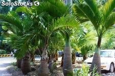 5 semillas de hyophorbe lagenicaulis (palma botella)