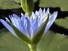 5 semillas de nymphaea caerulea (nenufar azul)