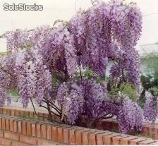 5 semillas de wisteria sinensis (flor de pluma)