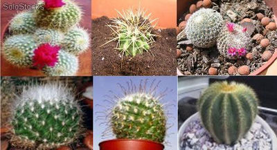 50 semillas de cactus diversos (10 especies diferentes)
