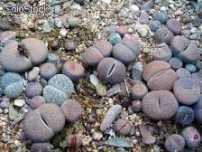 50 semillas de lithops (piedras vivientes)