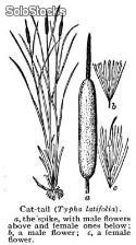 50 semillas de typha latifolia (junco o bayon)