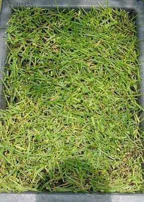 500 gr de lolium perene (phd rye grass mix perene(pasto ingles
