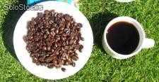 6 semillas de coffea arabica (cafeto)