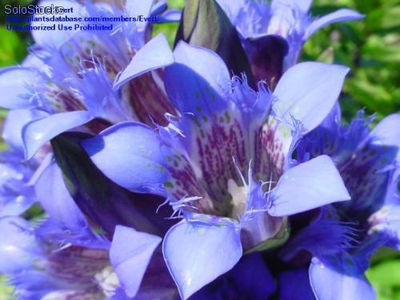 6 semillas de gentiana septemfida lagodechiana (genciana)