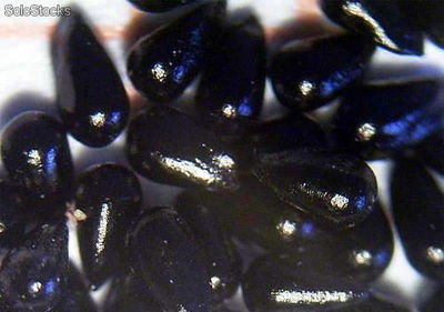 7 semillas de dionaea muscipula (venus atrapamoscas)