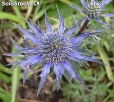 7 semillas de eryngium alpinum (eringio alpino)