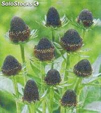 7 semillas de rudbeckia occidentalis (belleza negra)