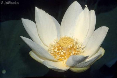 9 semillas de nelumbo nucifera (flor de loto, loto sagrado)