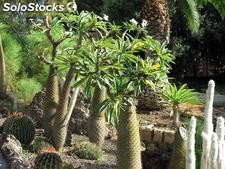 9 semillas de pachypodium lamerei (pachypodium)