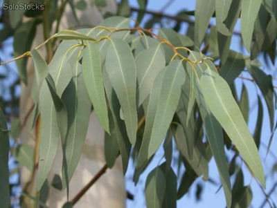 Aceite aromático barato de eucaliptus envase 5l
