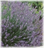 agua lavanda