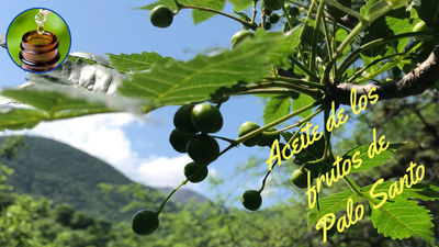 Aceite del Fruto de Palo Santo - Foto 2