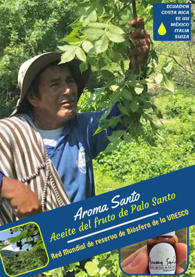 Aceite del Fruto de Palo Santo - Foto 5