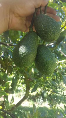 Aguacate Hass 100% Mexicano