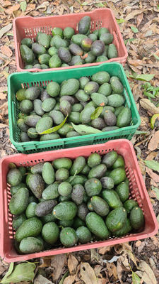 Aguacate Hass 100% Mexicano - Foto 2