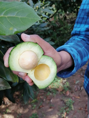 Aguacate hass - Foto 4