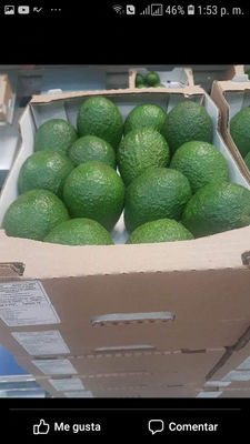 AGUACATE HASS - Foto 3