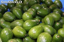 Aguacate Hass