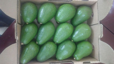 Aguacate hass calibres 12-14 - Foto 4