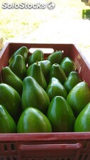 Aguacate Papelillo