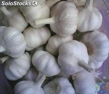 Ail frais (fresh garlic)