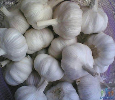 Ail frais (fresh garlic)