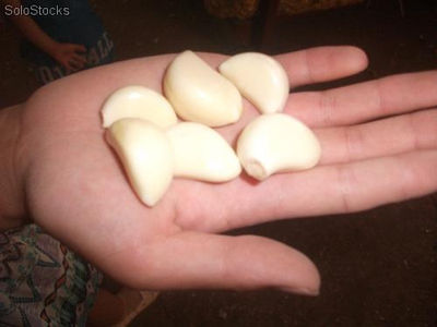 ajo(garlic) - Foto 2