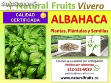 Albahaca Plantines, Plantas y Semillas Vivero Certificado Bogotá Cundinamarca