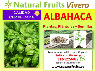 Albahaca Plantines, Plantas y Semillas Vivero Certificado Bogotá Cundinamarca