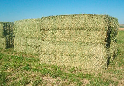 Alfalfa en Rama - Foto 2