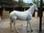 Aluguel de baias para cavalos em Atibaia-SP - Foto 3