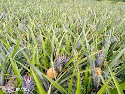 Ananas pain de sucre et ananas cayenne lisse - Photo 3