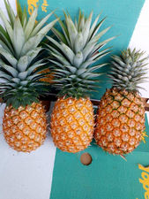 Ananas Pin de Sucre
