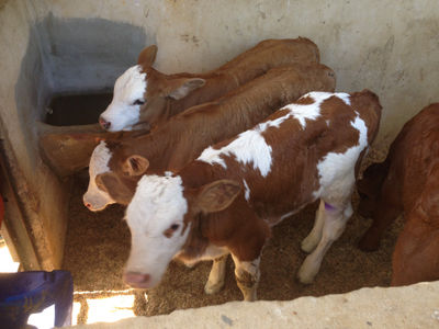 Animales Simmental, Simbra y cruces tipo leche.